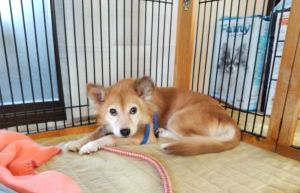 6/2無事保護できました。ありがとうございました。■名前：ひな■犬種：雑種	■性別：メス			■年齢：5歳位	■毛色：茶色				■いなくなった日：2025年5月31日			■いなくなった場所:西目町首輪：なし。散歩の途中でハーネスが抜けてしまいました。　警察には連絡済み。見かけた方は、些細な情報でも構いません。情報提供よろしくお願いいたします。										電話：080-3528-7538  阿部					メール：dog@inuneko-akita.net				日中は、仕事の為電話に出ることが出来ません。ショートメール、メールでご連絡ください。