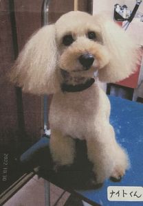■名前：ナイト■犬種：トイプードル	■性別：オス			■年齢：15歳半	■毛色：レッド（茶色に近い）					■いなくなった日：2025年7月12日			■いなくなった場所:秋田市旭川清澄町	■いなくなった状況：玄関を開けたとき、外に出てしまった■首輪：なし■特徴：メッシュのモスグリーンの洋服着用　　　　アイスノンを首に巻いて、オムツをしている　　　　　膝が悪く、数分歩くと足を引きずります　　　マイクロチップが入っています保健所、警察、には連絡済み見かけた方は、些細な情報でも構いません人懐っこい子で、声をかけると近寄ってきます見つけた場合は、保護をお願いいたしますお電話、またはメールをください高齢犬です暑い毎日で心配しています情報提供よろしくお願いいたします										電話：080-3528-7538  阿部					メール：dog@inuneko-akita.net				日中は、仕事の為電話に出ることが出来ません。ショートメール、メールでご連絡ください