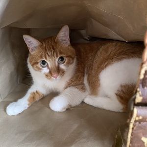 無事帰宅しました　8/2■毛色　茶白■名前　みる■性別　オス■年齢　４歳くらい■いなくなった日　2025/7/30■いなくなった場所　秋田市飯島西袋■特徴水色の手編みの首輪(外れている可能性もあります)見かけた方、保護していただいている方はいらっしゃいませんか？■連絡先　電話：080-3489-9874 嵯峨(平日の日中は仕事のためメールにてご連絡ください)メール：cat2@inuneko-akita.net