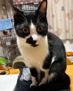 ■毛色　黒白ハチワレ■名前　ちょび■性別　オス■年齢　２歳くらい■いなくなった日　2025/8/16■いなくなった場所　秋田市泉中央二丁目■特徴青白の縞模様でリボンがついた首輪鼻の周りに黒い模様がありますあり人慣れしていません見かけた方、保護していただいている方はいらっしゃいませんか？■連絡先　電話：080-3489-9874 嵯峨(平日の日中は仕事のためメールにてご連絡ください)メール：cat2@inuneko-akita.net