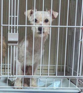 ■名前：ジャジャ■犬種：プードル×シュナウザーMIX	■性別：オス			■年齢：1歳6か月くらい■毛色：白（短毛）					■いなくなった日：2025年8月10日			■いなくなった場所:潟上市天王不動台■いなくなった状況：ゴミを捨てにいった家族についていこうと窓から出てしまったよう（出たところは見ていない）■首輪：なし（窓から出るときに切れてしまった）■特徴：下の歯が出ています　耳と体の毛が短く、プードルの毛質でチリチリしている保健所、警察、には連絡済み見かけた方は、些細な情報でも構いませんご連絡をください見つけた場合は、保護をお願いいたします必死に探しています大切な家族です暑い毎日で心配しています情報提供よろしくお願いいたします										電話：080-3528-7538  阿部					メール：dog@inuneko-akita.net				日中は、仕事の為電話に出ることが出来ません。ショートメール、メールでご連絡ください