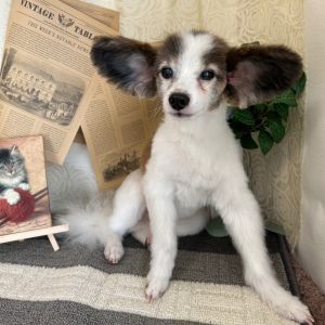 ■名前：キスケ■犬種：パピヨン■性別：オス		■年齢：16歳■毛色：白、茶、こげ茶（トライカラー）					■いなくなった日：2025年9月27日			■いなくなった場所:大仙市四ツ屋の自宅内■いなくなった状況：お昼にケージに入れ出かけましたが、夕方戻ってみるとケージの扉は閉まったまま、キスケ君だけがいなくなっ　　　　　　　　ていた。脱走対策はしているし、自分から出るような子ではありません。警察に来てもらい鑑識もしてもらっています。連れ去りと思われます。■首輪：なし■特徴：サマーカットにしています。耳が大きく、パピヨンにしては大きめです。やせ型で足が長く、体重は4㎏前後。警察・保健所には連絡済み見かけた方は、些細な情報でも構いませんご連絡をください見つけた場合は、保護をお願いいたします必死に探しています大切な家族ですご近所で、見かけない子を飼い始めた人はいませんか？情報提供よろしくお願いいたします										電話：080-3528-7538  阿部					メール：dog@inuneko-akita.net				日中は、仕事の為電話に出ることが出来ません。ショートメール、メールでご連絡くださ