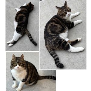 ■毛色　キジ白アメショ柄■名前　めんこ■性別　オス■年齢　5歳くらい■いなくなった日　2025/10/7■いなくなった場所　大仙市協和峰吉川■特徴首輪なし脇腹にアメショのような丸い模様があります見かけた方、保護していただいている方はいらっしゃいませんか？■連絡先　電話：080-3489-9874 嵯峨(平日の日中は仕事のためメールにてご連絡ください)メール：cat2@inuneko-akita.net