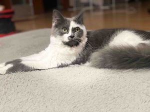 無事に保護されました　10/22■毛色　グレー白■名前　きなこ■性別　メス■年齢　10ヵ月■いなくなった日　2025/10/19■いなくなった場所　潟上市昭和大久保■特徴首輪なし小柄で手足が長いしっぽの毛も長い警察・保健所に届け出済み見かけた方、保護していただいている方はいらっしゃいませんか？■連絡先　電話：080-3489-9874 嵯峨(平日の日中は仕事のためメールにてご連絡ください)メール：cat2@inuneko-akita.net