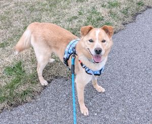 ■名前：ココ■犬種：雑種（中型犬）■性別：オス		■年齢：3-4歳■毛色：茶					■いなくなった日：2025年11月22日			■いなくなった場所:由利本荘市岩城二古横砂子地内■いなくなった状況：散歩に出る際、ドアの取っ手にリードをひっかけていたが、開けたところリードが外れてしまい走って逃げた■首輪：あり■特徴：額にY字模様、青と水色のチェックの首輪とハーネス。ハーネスに水色のリード。警察・保健所には連絡済み見かけた方は、些細な情報でも構いませんご連絡をください見つけた場合は、保護をお願いいたします必死に探しています知人宅から逃げてしまいました。土地勘もなく、迷子になっていると思われます大切な家族ですご近所で、見かけない子を飼い始めた人はいませんか？情報提供よろしくお願いいたします										電話：080-3528-7538  阿部					メール：dog@inuneko-akita.net				日中は、仕事の為電話に出ることが出来ません。ショートメール、メールでご連絡くださ