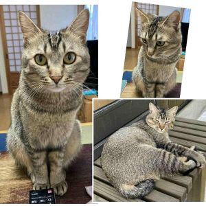 ■毛色　キジ■名前　ニコ■性別　メス■年齢　3歳■いなくなった日　2025/11/27■いなくなった場所　秋田市土崎港中央6丁目■特徴全体的にきじで足のみトラ模様（シマ3本）カギしっぽ右耳に短い切れありとても人懐っこい見かけた方、保護していただいている方はいらっしゃいませんか？(保護後は完全室内飼いに切り替えていただくことを条件に掲載に協力させていただきます)■連絡先　電話：080-3489-9874 嵯峨(平日の日中は仕事のためメールにてご連絡ください)メール：cat2@inuneko-akita.net