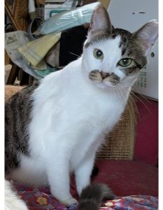 ■毛色　キジ白■名前　ベル■性別　オス(去勢済)■年齢　1歳7ヵ月くらい■いなくなった日　2025/12/28■いなくなった場所　秋田市仁井田新田■特徴左耳先、桜型カット首輪なし見かけた方、保護していただいている方はいらっしゃいませんか？■連絡先　電話：080-3489-9874 嵯峨(平日の日中は仕事のためメールにてご連絡ください)メール：cat2@inuneko-akita.net