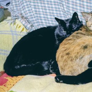 ■毛色　黒■名前　じゅん■性別　オス(去勢済)■年齢　4歳5ヵ月くらい■いなくなった日　2025/12/28■いなくなった場所　秋田市仁井田新田■特徴長い尻尾瞳は茶首輪なし見かけた方、保護していただいている方はいらっしゃいませんか？■連絡先　電話：080-3489-9874 嵯峨(平日の日中は仕事のためメールにてご連絡ください)メール：cat2@inuneko-akita.net