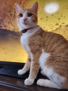 ■毛色　茶白■名前　ラテ■性別　メス■年齢　３歳■いなくなった日　2026/2/3■いなくなった場所　八峰町岩舘■特徴人懐っこい黄色いシュシュのような首輪(はずれている場合もあります)見かけた方、保護していただいている方はいらっしゃいませんか？(帰宅後は完全室内を約束して掲載協力)■連絡先　電話：080-3489-9874 嵯峨(平日の日中は仕事のためメールにてご連絡ください)メール：cat2@inuneko-akita.net