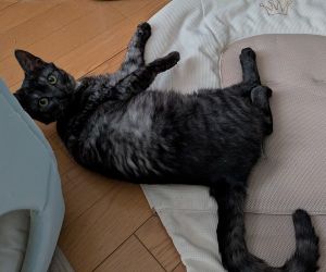 ■毛色　スモークタビー■名前　にゃんにゃん■年齢　１歳■いなくなった日　2026/2/14■いなくなった場所　由利本荘市大浦字八走■特徴グレーの縞模様赤い首輪(はずれている場合もあります)見かけた方、保護していただいている方はいらっしゃいませんか？(帰宅後は完全室内を約束して掲載協力)■連絡先　電話：080-3489-9874 嵯峨(平日の日中は仕事のためメールにてご連絡ください)メール：cat2@inuneko-akita.net